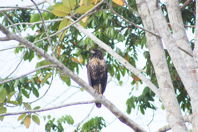 bird in tree