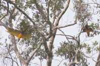 Blue and yellow parrot from below