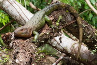 caiman lizard on a stout horizontal branch