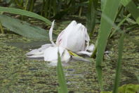 Victoria Lily flower