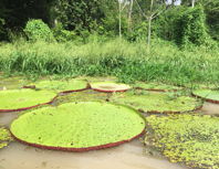 Victoria amazonica leaves