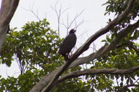 black bird in a tree