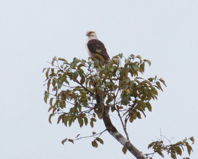 white-headed hawk in a tree