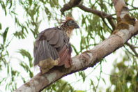 first hoatzin picture