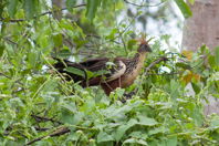 second hoatzin picture
