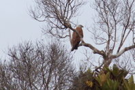 hawk in tree