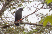 hawk in tree (again)