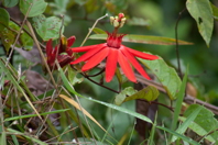 bright red passionflower