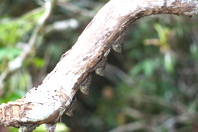 open-eyed bats under an overhanging branch or trunk