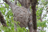 big gray insect nest attached to a tree