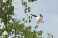 tern in flight