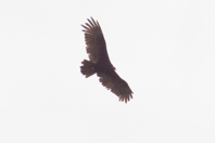 hawk or turkey vulture from below