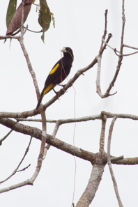 bird with nest-building material in its beak