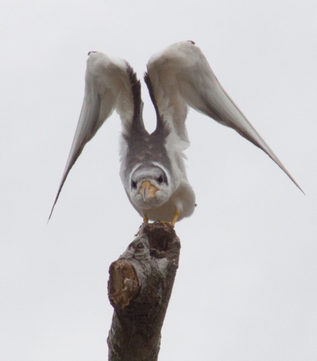 bird stretching its wings