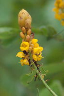 yellow flower on spike