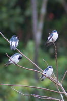four blue birds in a scraggly tree
