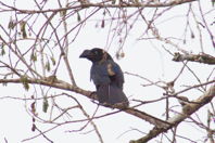 dark bird with large bill (not toucan)