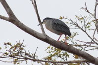 long-billed bird, like a night heron