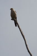 solitardy hawk on bare dead tree-spike