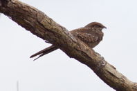 oval-eyed bird sitting on a bough