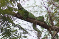 Lazy green iguana in a tree