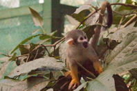 monkey in vegetation
