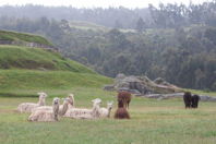 Llamas in a field