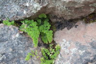 green leaves among the rocks