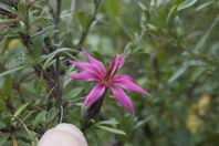 lovely reddish-violet flower