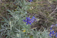 yellow flowers, and purple, with gray-green leaves