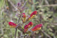 red and yellow flower