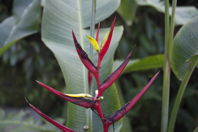 weird flower, something like Strelitzia