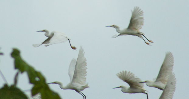 white birds taking flight