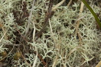 lichen