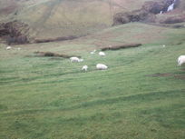 sheep in field