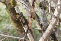 slime mold