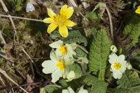 Celandine and Primrose, close-up