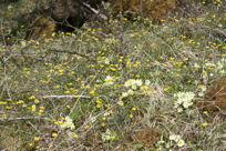 Celandine and Primrose, from a distance