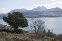 tree in front of bay scene