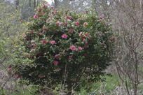 Camellia