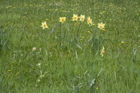 Daffodils