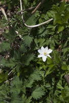 Small white flower amongst lots of foliage