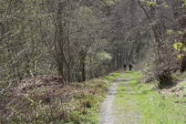 Woods not yet in leaf, figures in distance