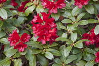 Rhododendron