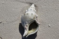 a whelk