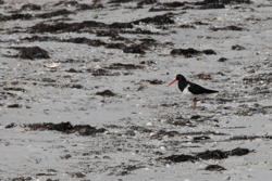 oystercatcher