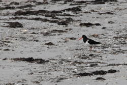 oystercatcher