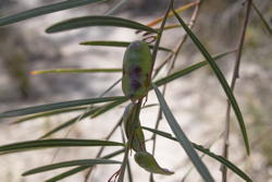 beany pod, unbeany leaves