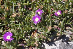 pretty purple-red flowers, big yellow center