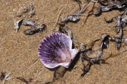 scallop shell